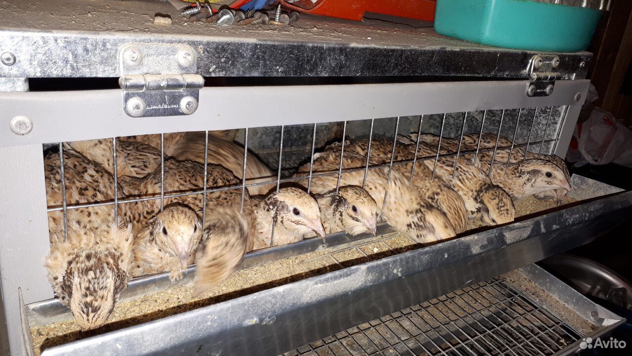 перепелки несушки