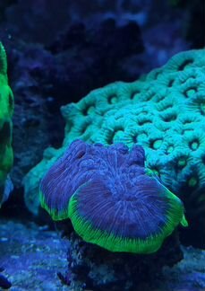 Морские кораллы. Морской аквариум