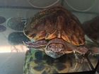 Красноухая черепаха с аквариумом