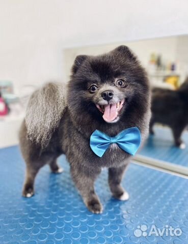 Собака для фотосессии