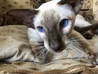 Сиамская кошка с фиалковыми глазами
