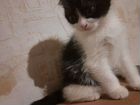Шотланский вислоухий котенок объявление продам