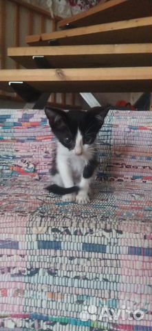 Котенок няшка