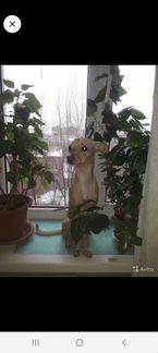 Вязка той-терьер