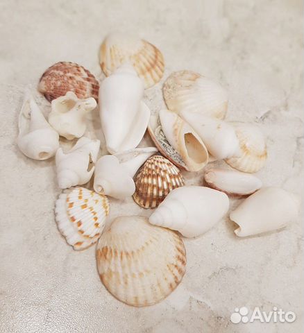 Продаю ракушки, рапаны, морские камни