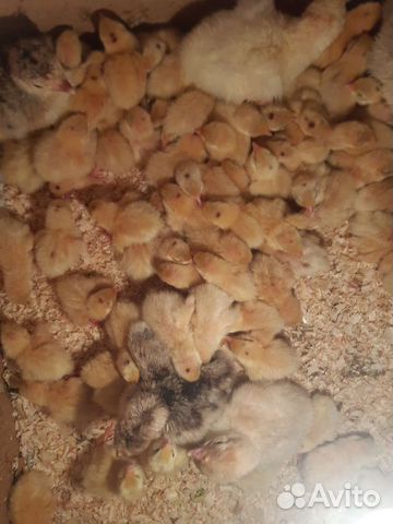 Гусята, утята