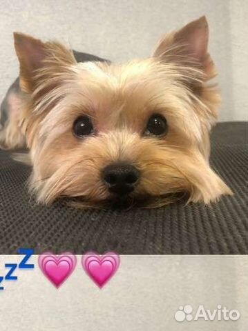 Вязка. Йоркширский терьер