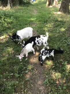 Камерунские козы и карликовые овцы Бурские козы