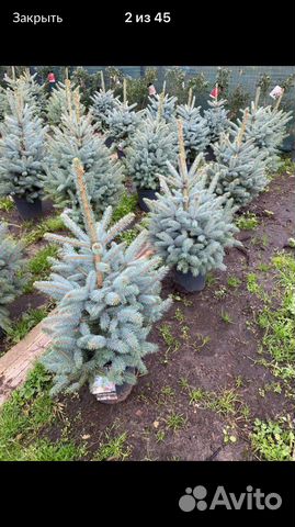 Ель голубая «Super Blue Sedlind»