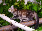 Котята редкой породы норвежская лесная с родосл