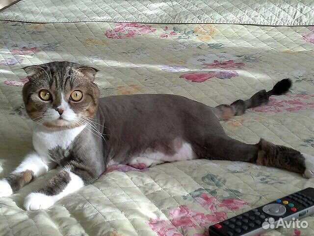 Стрижка кошек и собак