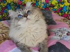 Сибирские невские маскарадные котята в Красноярске объявление продам