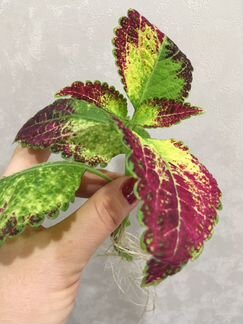 Цветы комнатные Колеусы разные, сингониум