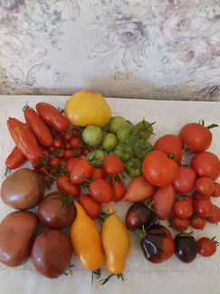 Семена томатов