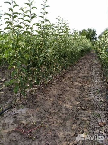 Саженцы плодовых деревьев