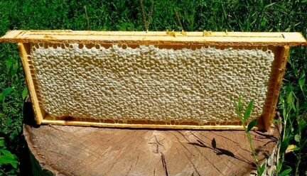 Мед в сотах (мед в рамках)супер подарок