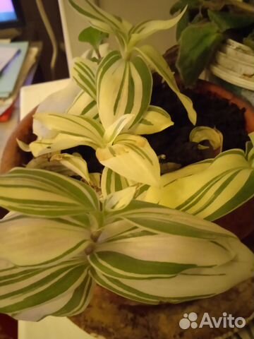 Традесканция зелено белая