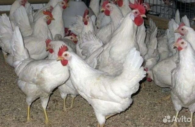 Навоз куриный