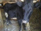 Продаётся корова 3 года тёлка 11 месяцев каргополь объявление продам