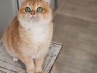 Золотая шиншилла - кошка