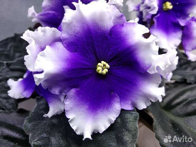 сенполия полярная ночь.