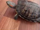 Красноухая черепаха с аквариумом продам объявление продам
