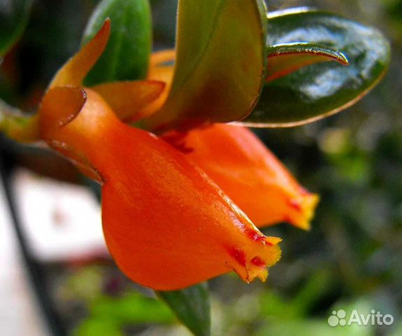 Гипоцирта-золотая рыбка.обмен