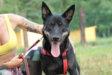 Собака в добрые руки