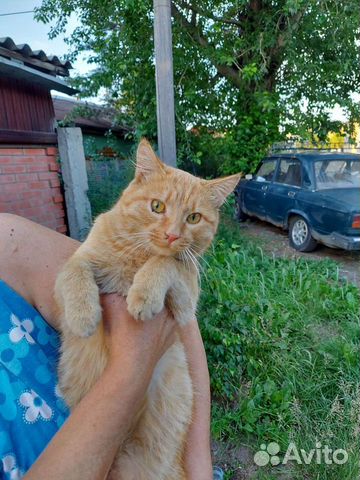 Отдам очень ласкового рыжего котика