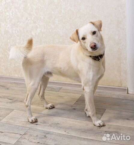 Молодой пёс в добрые руки