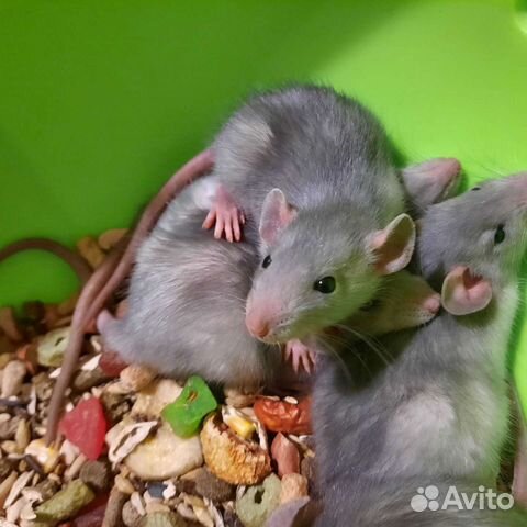 Крысята, крыса Дамбо. Проф. питомник. Клетки, корм