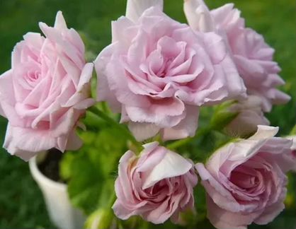 Пеларгония герань сортовая