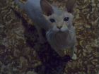 Лысая кошка (сфинкс)