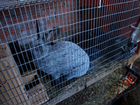 Кролики советская серебристая объявление продам