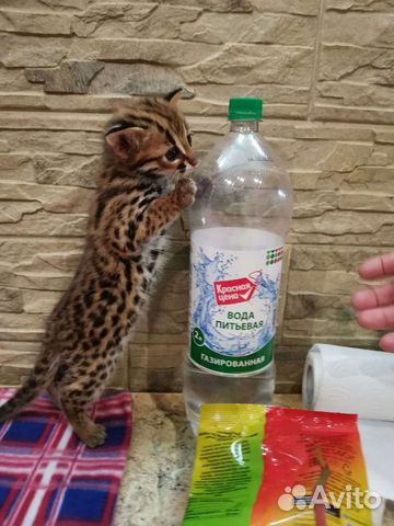 Алк только родились. Леопардовые азиатские кошки