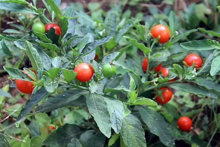 Чуфа (земляной миндаль)