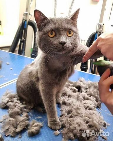 Грумер стрижка кошек