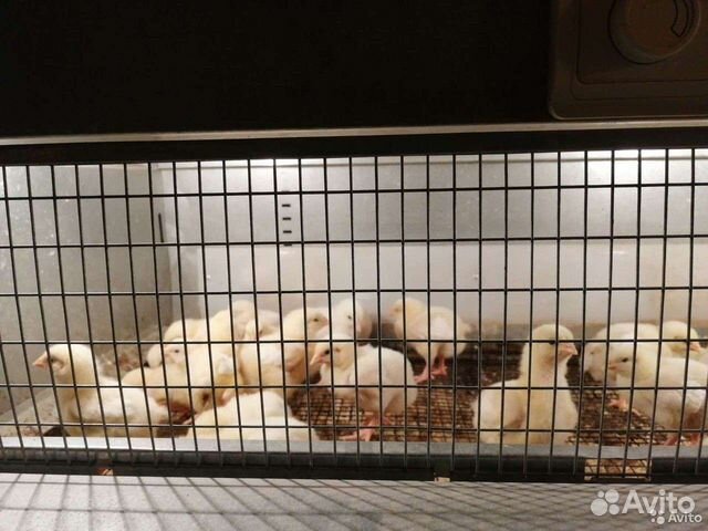 Цыплята бройлеры суточные и подрощенные