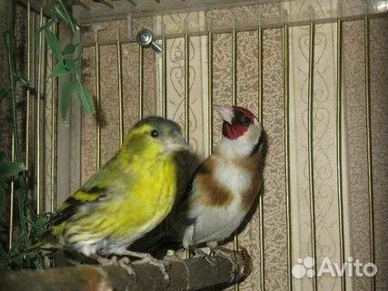 Певчие лесные птицы