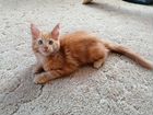 Продам котят породы Мейн-Кун объявление продам