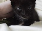 Темно-коричневый кот объявление продам