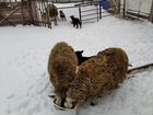Овцы бараны ягнята объявление продам