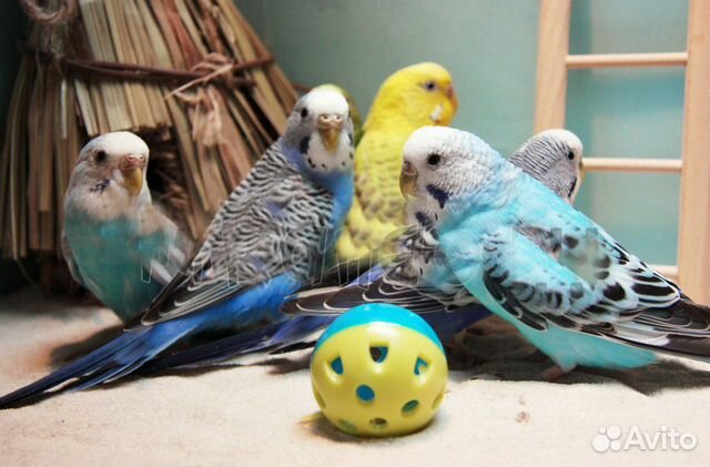 Волнистый попугай