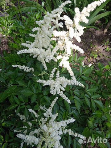 Астильба, розовые цветы, овсяница