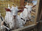 Продается стадо коз, молочная линия объявление продам