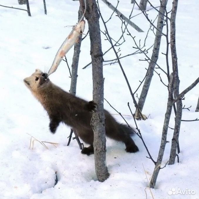 Охота на соболя капканами в Якутии.