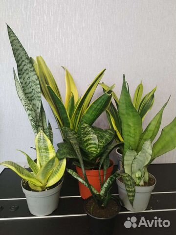 Сансевиерия