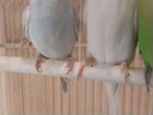 Волнистый попугай самец и две самки
