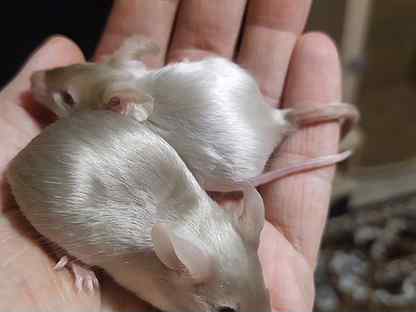Сатиновые и гламурные мышки