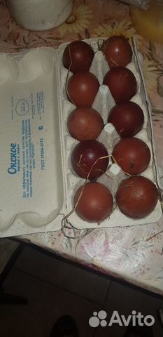 Инкубационные яйца Маран